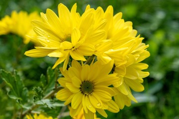 Yellow chrysanthemum flower