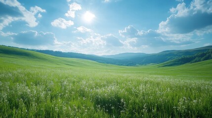 Fototapeta premium Green field with grass and blue sky. Meadow landscape with sun and clouds. Open space in summer with plants and sunlight.