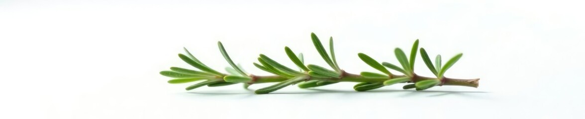 Obraz premium A solitary sprig of rosemary on white background, rosemary, branch