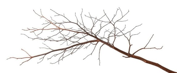 Obraz premium Bare, intertwined branches isolated on pure white backdrop, art, plant