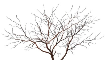 Bare, twisted branches against a pure white backdrop, botanical, close up