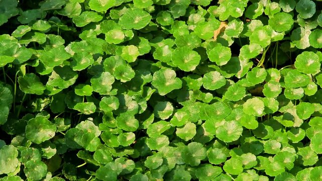 Centella asiatica (gotu kola). Fresh green leaves.
