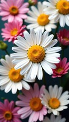 Fototapeta premium Delicate chamomile blooms arranged in a vibrant collage , macro, delicate
