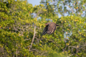 Crested serpent eagle soaring after taking-off from a perch