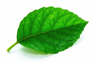 Obraz premium Large leaf isolated on white background, showcasing its intricate details and veins, macro, foliage