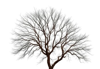 Fototapeta premium Lone deciduous tree, stark branches against bright white, summer, element