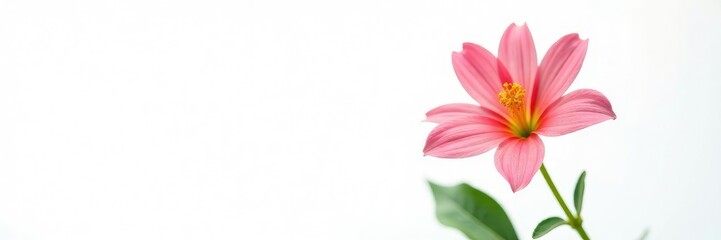 Fototapeta premium Single bloom of colorful flower against white backdrop, plant, isolated