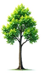 Single branch of a tree with different shapes isolated, branch varieties, branch, branch types
