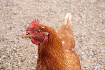 rooster in the farm