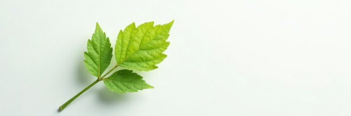 A delicate leaf against a pure white background, color, delicate