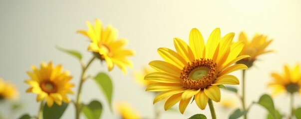 A delicate sunflower bloom in a plain white space, bloom, bloom, bright