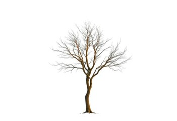Obraz premium A lone tree stands stark against a pure white backdrop, branches reaching skyward, studio shot, illustration