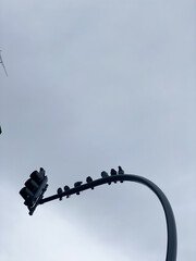 Group of pigeons perched on a curved traffic light pole against a cloudy sky.
