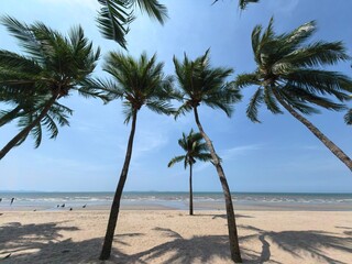 tropical beach with palm trees