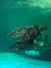 Naklejka premium Super fish swimming in the sea