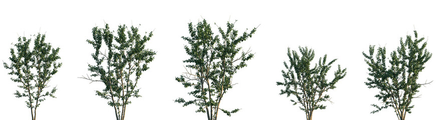 Set of Maclura pomifera (commonly known as the Osage orange) trees frontal isolated png on a transparent background perfectly cutout