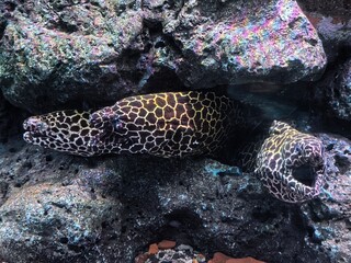 Honeycomb Moray Eel Resting