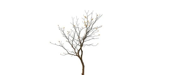 Obraz premium Lone deciduous tree, branches reaching skyward, stark white backdrop, autumn, isolated