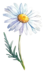 PNG Daisy asteraceae blossom flower.