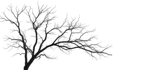 Obraz premium Lone deciduous tree, stark branches against pure white, serene, botanical