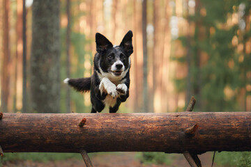 A Border Collie leaps playfully over a log in a sunlit forest clearing. The scene captures the dog...