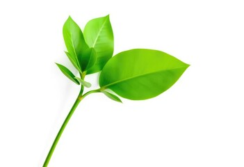 Fototapeta premium Single vibrant green plant, isolated on pure white background, leaf, growth