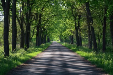 Fototapeta premium Lush tree-lined road inviting peaceful walks through nature in bright daylight