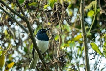 A Magpie perches on a green tree branch. As the national bird of Bangladesh
