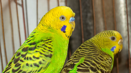 Fototapeta premium The budgerigar is a familiar pet small parrot. Budgerigars are popular pets