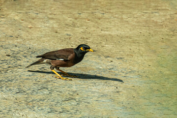 Myna or Shalik is a large black and brown birds vegetarian