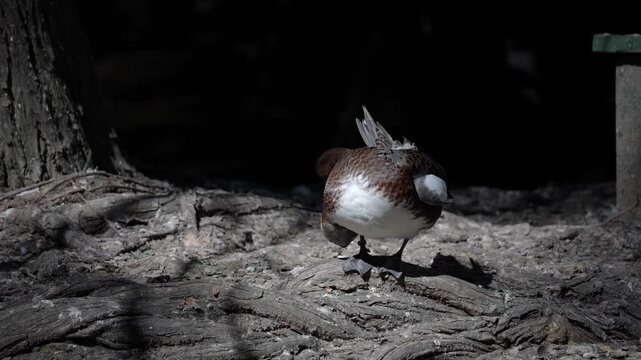 Video en 4k de ave acical&aacute;ndose las plumas 