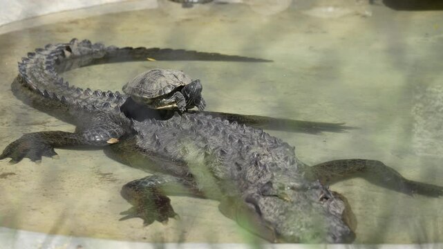 Video en 4k de tortuga encima de cocodrilo en el charco de agua tomando el sol
