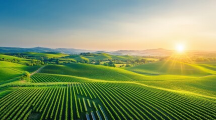Fototapeta premium Breathtaking Vineyard at Sunset with Lush Grapevines Bathed in Warm Golden Light Creating a Tranquil and Picturesque Countryside Atmosphere