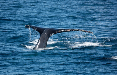 Fototapeta premium Tail fluke of a humpback whale (Megaptera novaeangliae), Cabo San Lucas, Baja California, Mexico, Cabo San Lucas, Baja California, Mexico