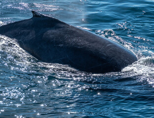 Fototapeta premium Closeup of a the skin scratches of a humpback whale (Megaptera novaeangliae), Cabo San Lucas, Baja California, Mexico