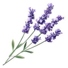 Naklejka premium Realistic lavender flower bouquet illustration isolated on transparent background.