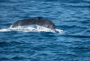 Naklejka premium Elegant tail fluke of a humpback whale (Megaptera novaeangliae), Cabo San Lucas, Baja California, Mexico