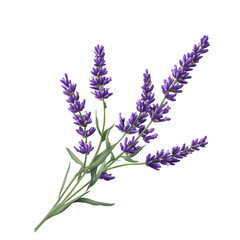 Obraz premium Realistic lavender flower bouquet illustration isolated on transparent background.