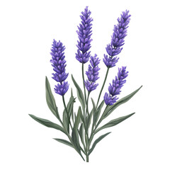 Naklejka premium Realistic lavender flower bouquet illustration isolated on transparent background.