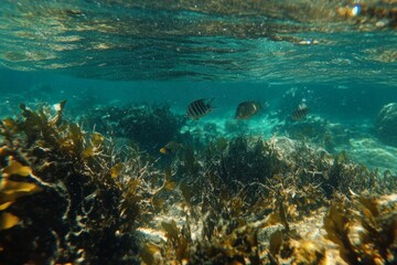 Fototapeta premium Vibrant coral reefs in sunlit ocean depths. Neural network AI generated