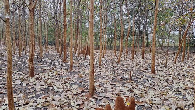 A dried teak or rosewood tree plantation in Karnataka's forest during the drought season