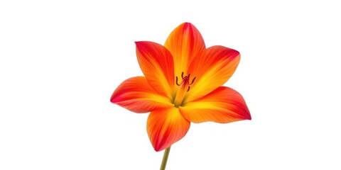 Fototapeta premium A single, vibrant bloom isolated against a pure white backdrop, photography, image