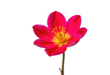 Naklejka premium A single vibrant bloom, petals perfectly formed, isolated against a pure white backdrop, flower photography, studio shot
