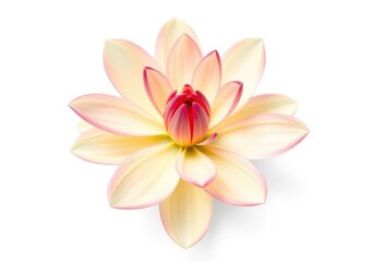 Fototapeta premium A single vibrant bloom, petals perfectly formed, isolated on pure white , autumn, illustration