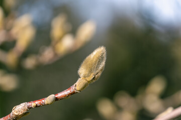 Buds of Magnolia denudata. The lilytree, Yulan magnolia.