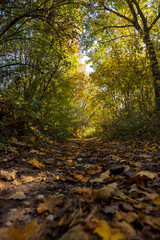 trees during the fall of yellowed foliage in the park