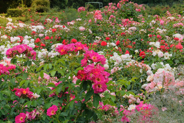 English garden with beautiful roses. Flowers garden in summer park. Rose flowers in Cottage garden.