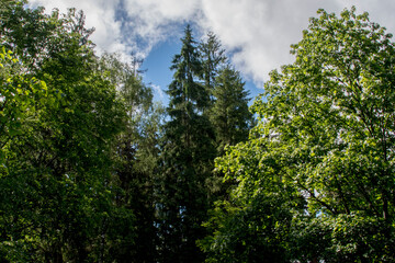 Obraz premium trees in the forest