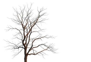 Fototapeta premium Lone deciduous tree, stark branches against bright white, backdrop, calm