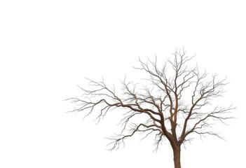 Lone deciduous tree, stark branches against bright white, peaceful, digital